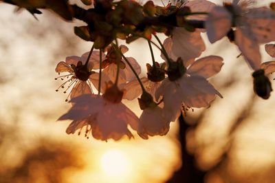 Close-up of cherry blossoms on branch
