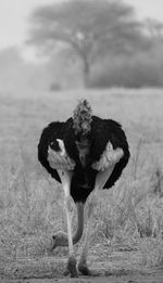 Cow on field against sky