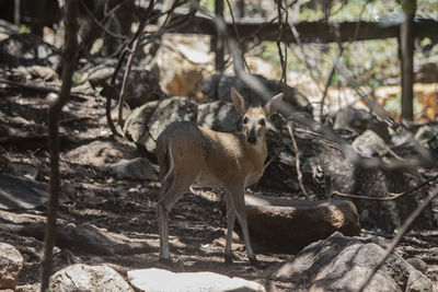 Deer in a forest