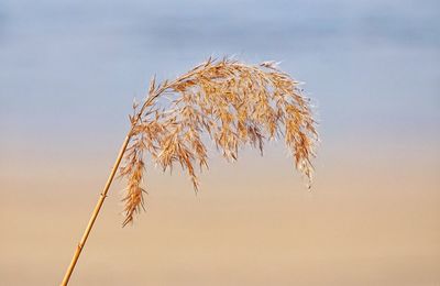 Close-up of wheat plant against sky