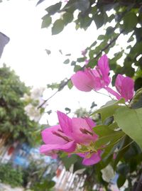 Low angle view of pink flowering plant