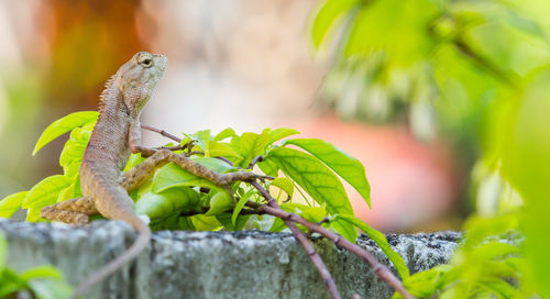 Close-up of lizard on plant