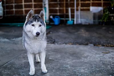 Portrait of dog standing outdoors