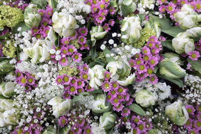 High angle view of white flowering plants