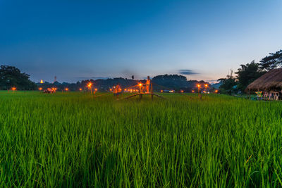 Footbridge in paddy field against blue sky