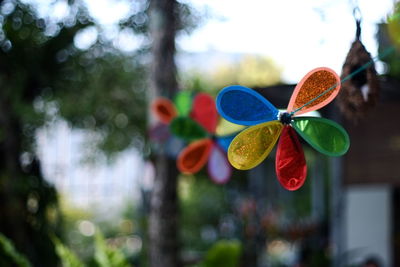 Close-up of multi colored tree