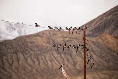 Low angle view of birds on barbed wire against sky