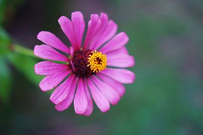 Close-up of pink flower