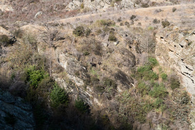 High angle view of plants growing on mountain