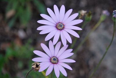 Close-up of purple flower