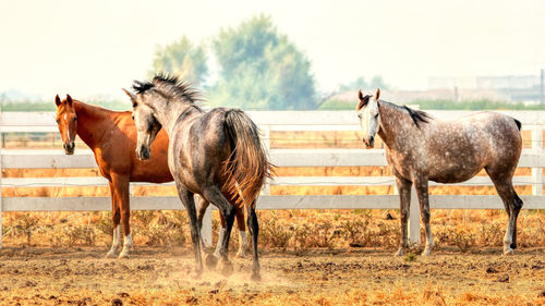 Horses standing in ranch