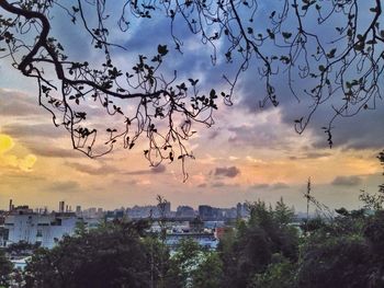 Silhouette trees against sky during sunset