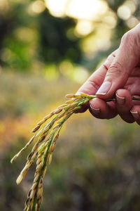 Cropped hand holding cereal plant