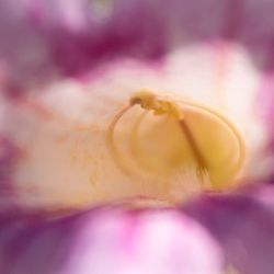 Macro shot of pink flower