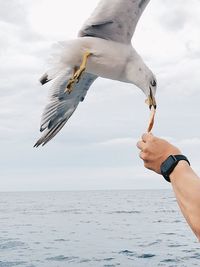 Seagull flying over a sea