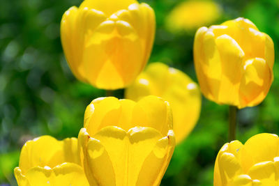 Close-up of yellow flowering plants