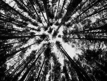 Low angle view of bamboo trees in forest