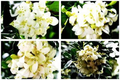 Close-up of white flowers