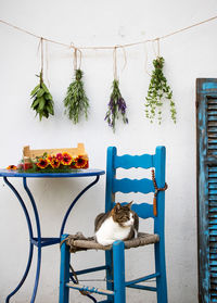 Cat and potted plant hanging on wall