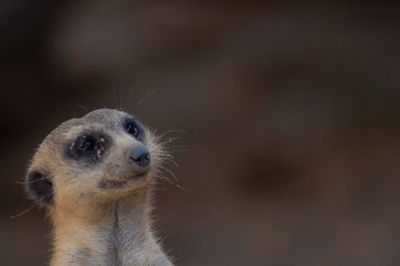 Close-up of meerkat looking away