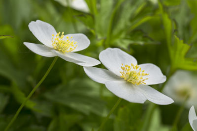 Close-up of flower blooming outdoors