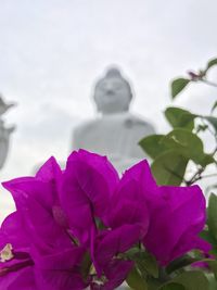 Low angle view of pink flowering plant against sky