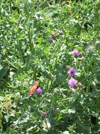 Close-up of flowers growing on plant