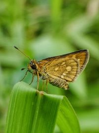 Close-up of butterfly on leaf