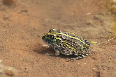 Close-up of lizard on land