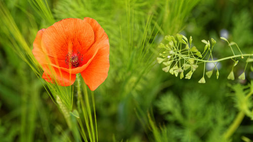 Close-up of orange day lily blooming outdoors