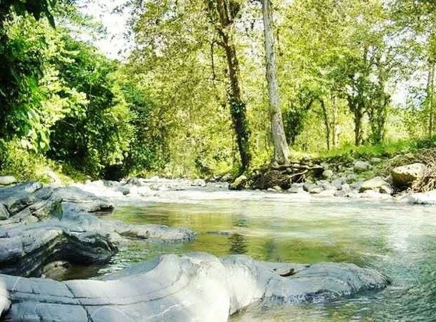 water, tree, forest, stream, flowing water, beauty in nature, nature, river, rock - object, scenics, flowing, tranquility, tranquil scene, waterfall, motion, waterfront, no people, day, non-urban scene, idyllic