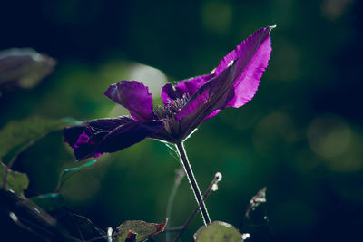 Close-up of purple flowering plant