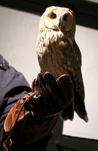 Close-up of owl perching on hand