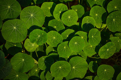 Full frame shot of leaves