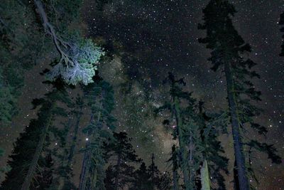 Trees in forest during winter at night