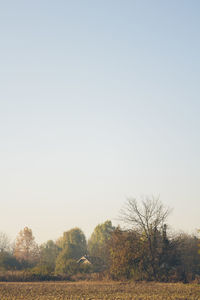 Trees on field against clear sky