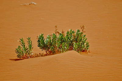 High angle view of plant growing on table