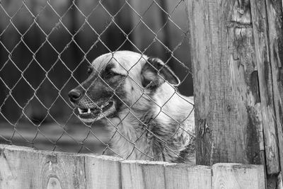 View of a horse on a fence