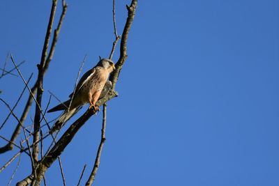 Low angle view of bird perching on branch against blue sky