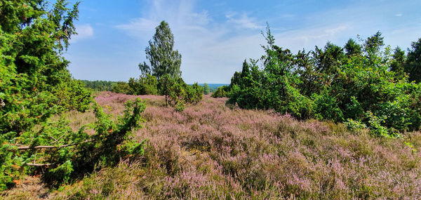 Scenic view of trees on field against sky