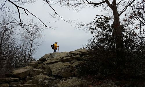 Low angle view of tree against sky