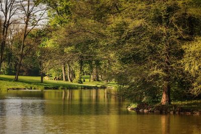 Scenic view of river amidst trees in forest