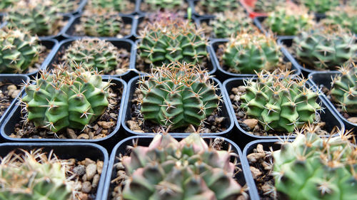 Front view plant in garden, nature background, cactus plant,