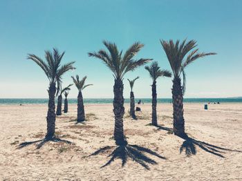 Palm trees on beach