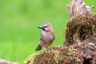 Eurasian jay, garrulus glandarius, perched on a moss covered log against a blurred green background