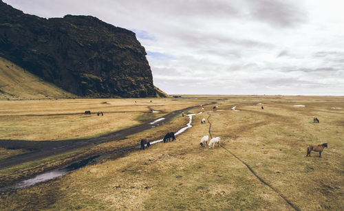 Mammals grazing on grass against sky