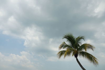 palm tree