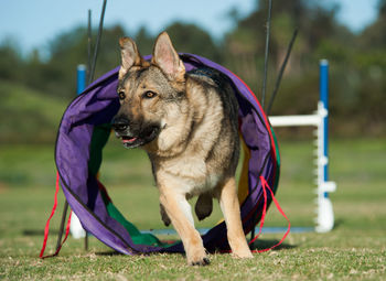 Close-up of dog running through tunnel