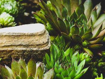 Close-up of succulent plant