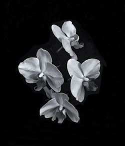 Close-up of plant against black background